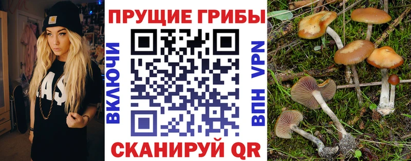 хочу наркоту  ссылка на мегу маркетплейс  Псилоцибиновые грибы GOLDEN TEACHER  Сальск 